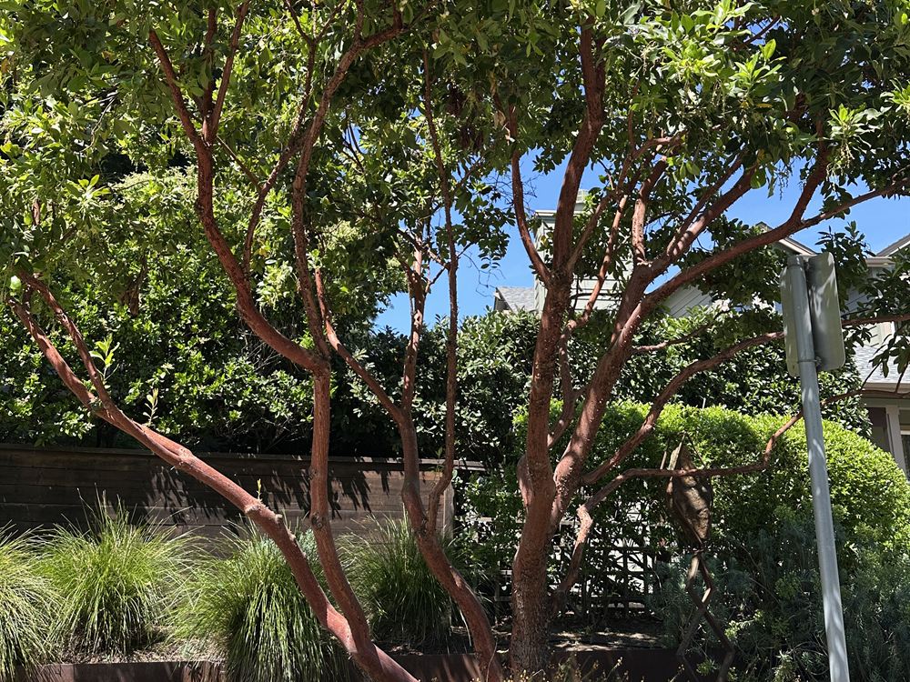 Arbutus, a drought-tolerant evergreen with smooth reddish bark.