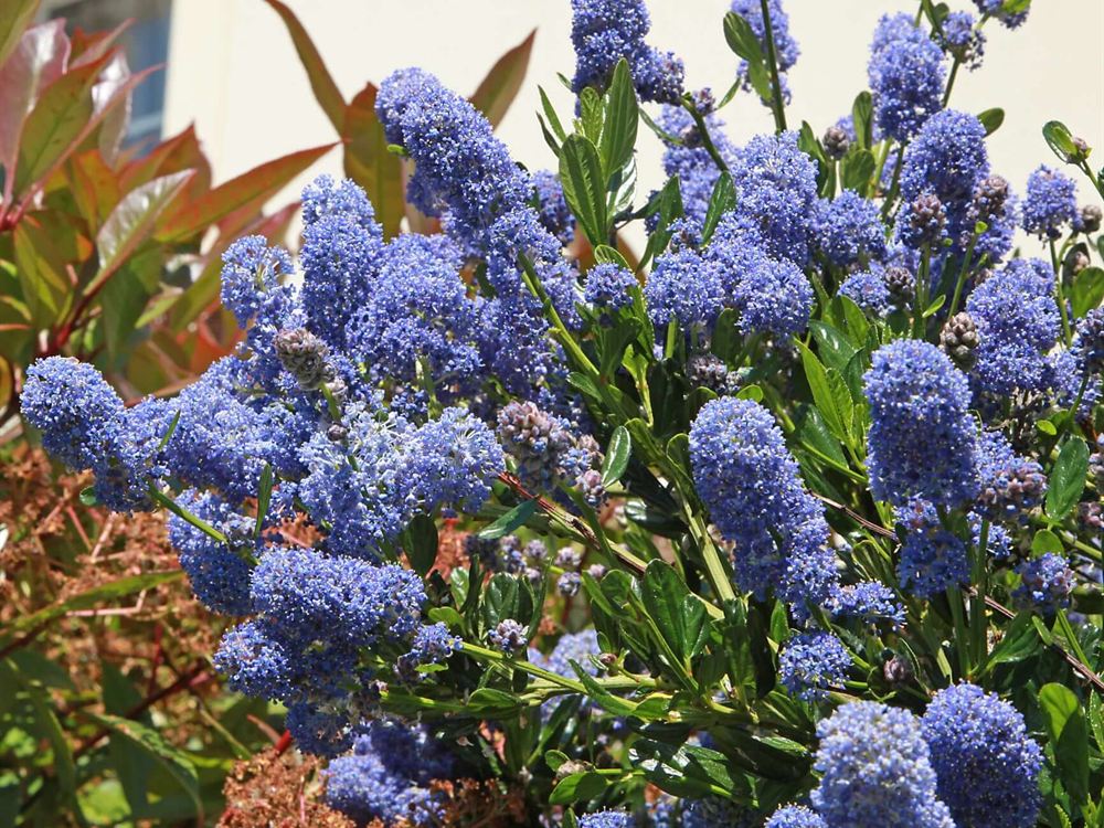 Ceanothus, California lilac, covered in clusters of blue flowers.