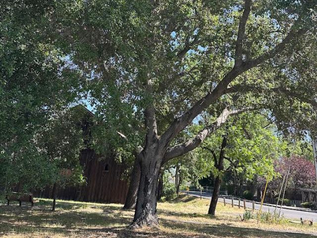 A mature Coast Live Oak with a wide spreading canopy shading dry grass, the kind of tree planned as the centerpiece of Lewis Station Park.