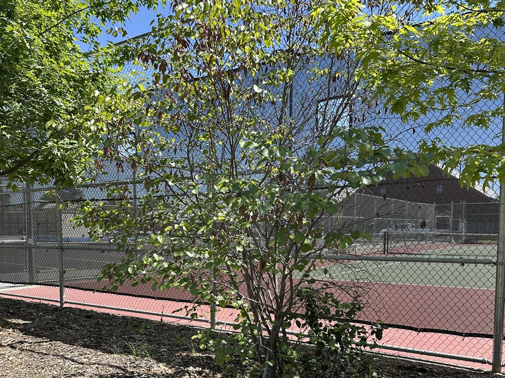 A young multi-trunked Western Redbud in full summer leaf, growing in a mulched bed beside a chain-link fence.